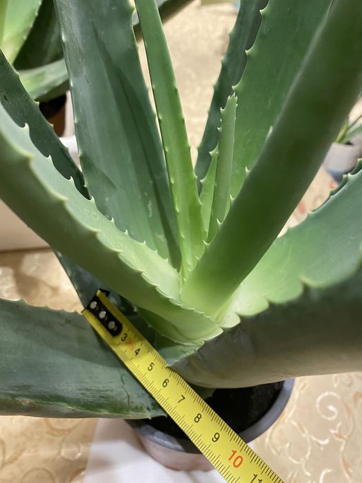 Алоє вера лікувальний, домашній