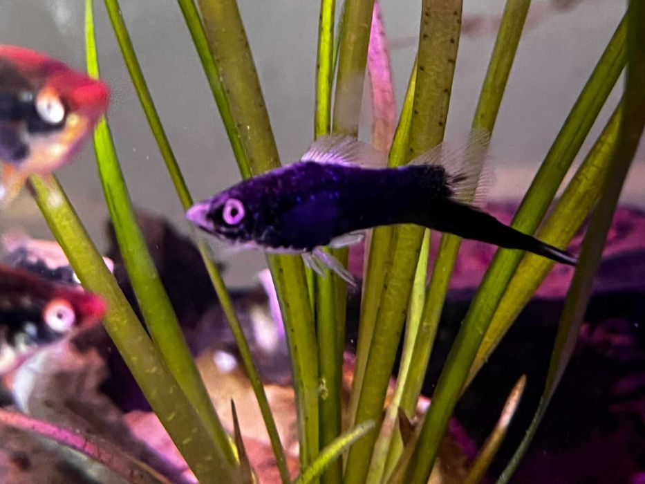 Xiphophorus helleri black mieczyk czarny