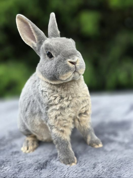 Pluszowy mini rex, karzełek rex, króliczek miniaturka, hipoalergiczny