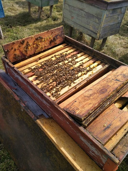 Продам бджолопакети