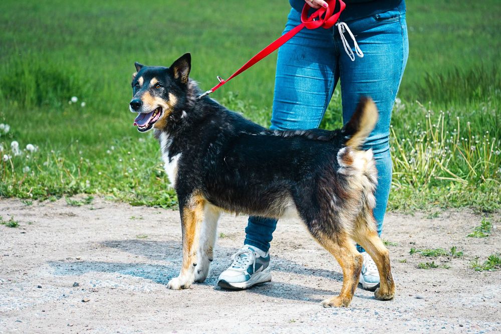 ARDEN - cudowny, łagodny pies czeka na dom