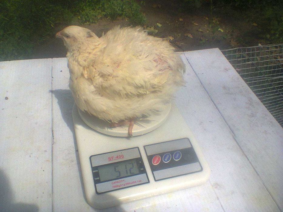 Перепілки Техаський бройлерний Добові 01,10,25