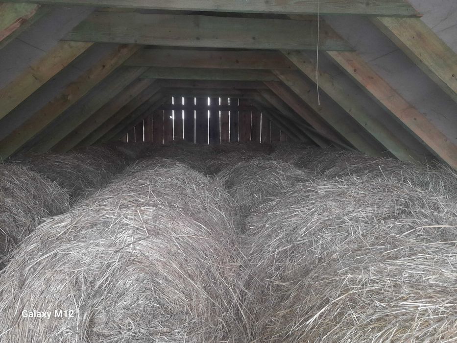 Siano w belach dla Koni Krów