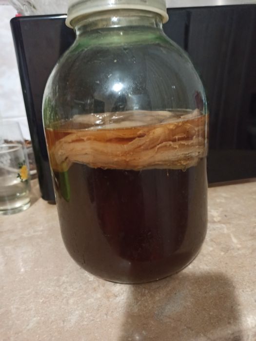 Чайний гриб чайний гриб