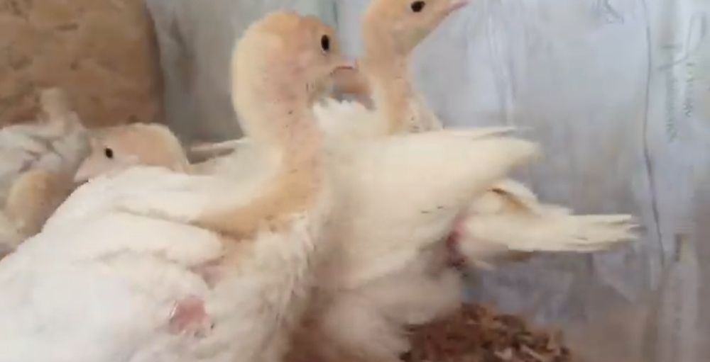 Продам, та привезу з доставкою Бройлерів, гусенята ,каченята індичата.