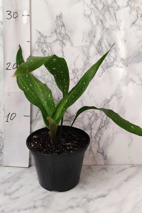 Aspidistra сорт "Milky Way" (Аспідістра Мілкі Вей)