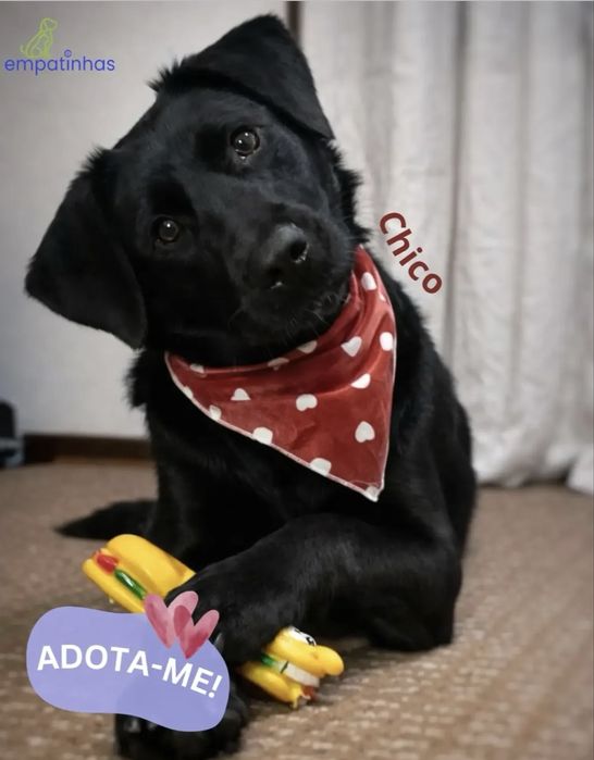 Cãozinho jovem para adoção responsável