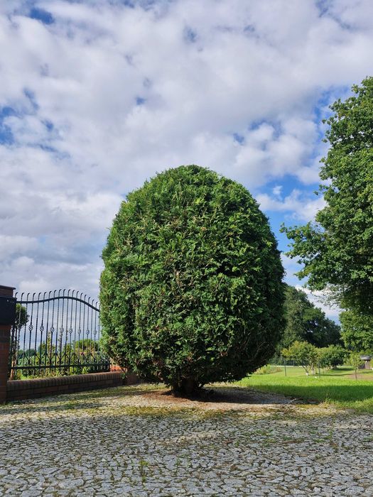 Zaopiekuje się Twoim ogrodem