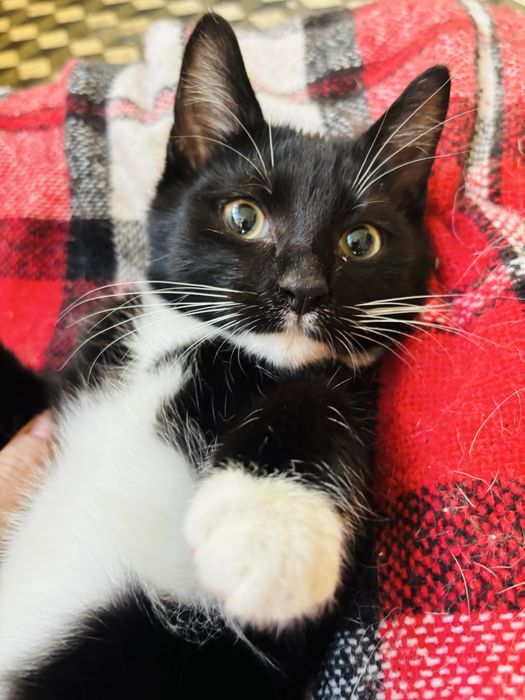 Кошенята (безкоштовно)