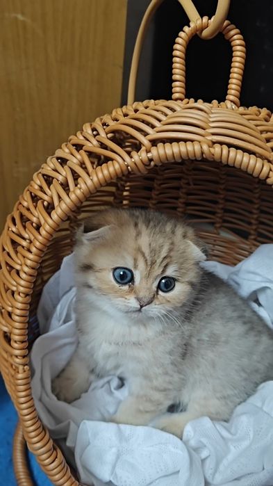 Вислоухие золотые шиншиллы