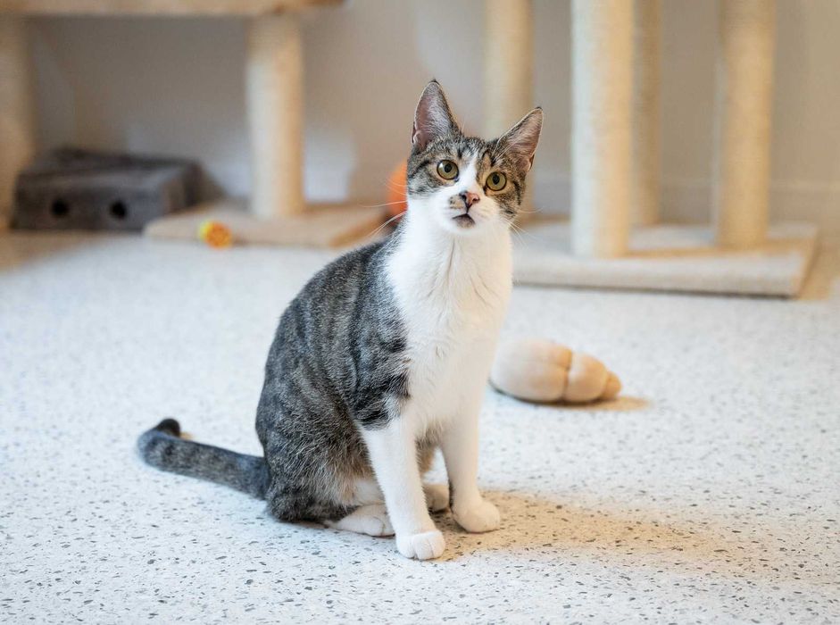 Kotka do adopcji - KLAWA, 1 rok