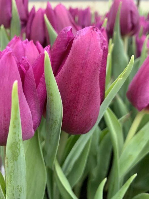 Продам луковицы галанского тюльпана