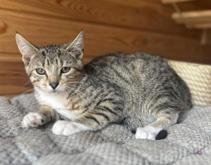 Poznajcie Irysa - to wyjątkowy kociak, młody i towarzyski