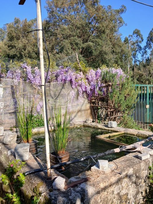 Glicínias, liláses (Wisteria)