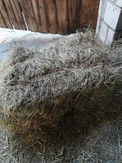 Siano w kostkach 2025