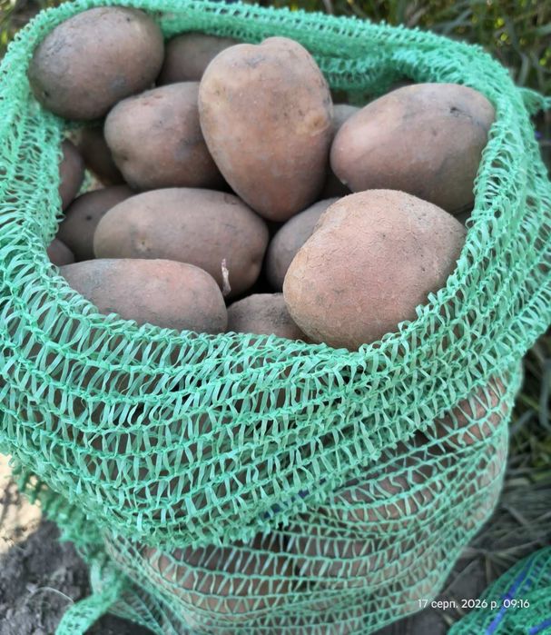Продам картоплю Бєлароса