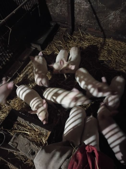 Продаються поросята трьохпородка