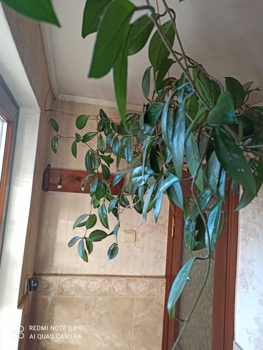 Хойя Карноза (мясистая)