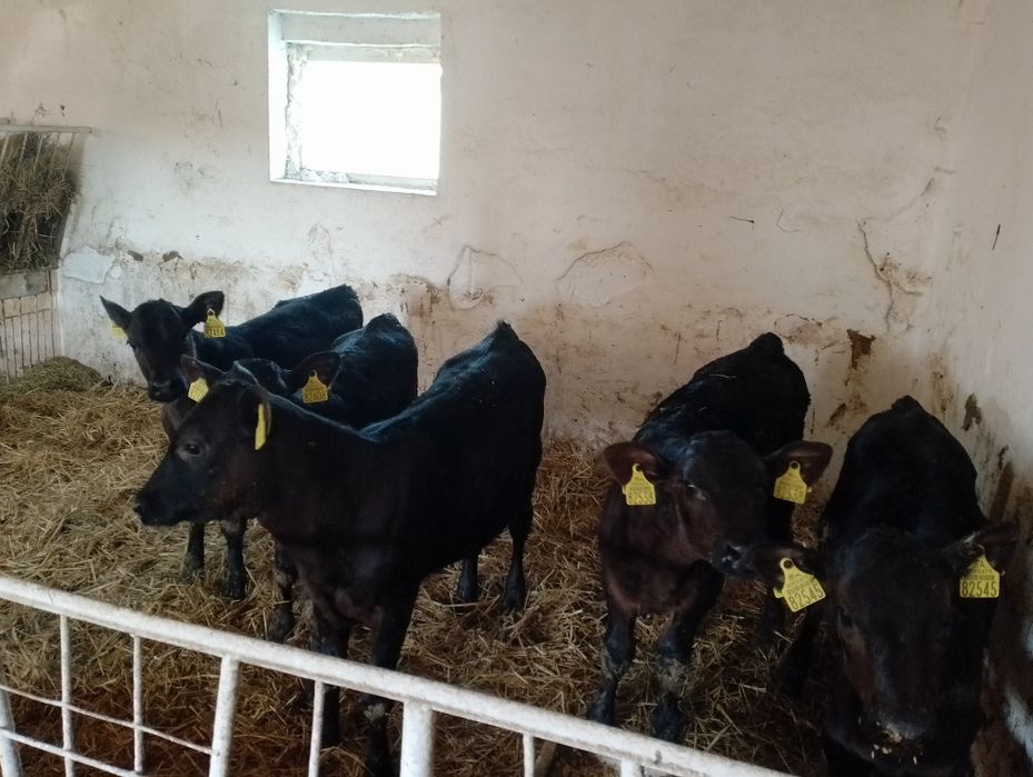 Cielaki byki byczki bez mleka żarłaki odsadki.