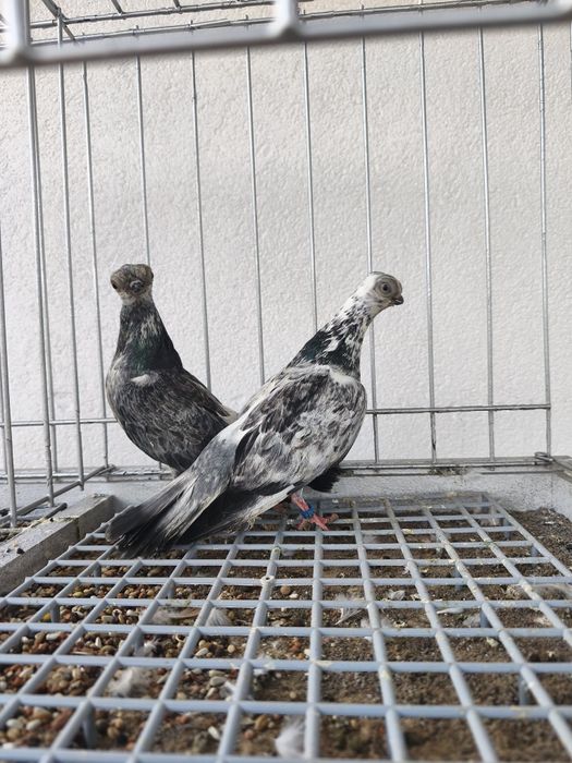 Gołębie ozdobne  szeki