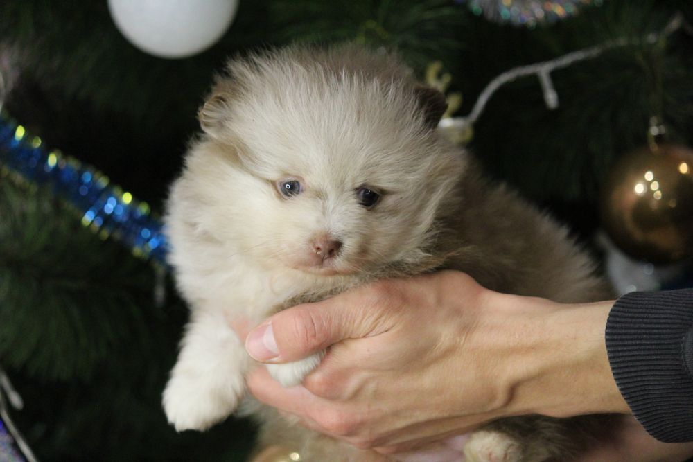 Девочка стандартная , шпиц  лилово шоколадная