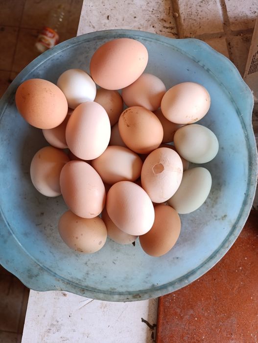 Vende se ovos caseiros