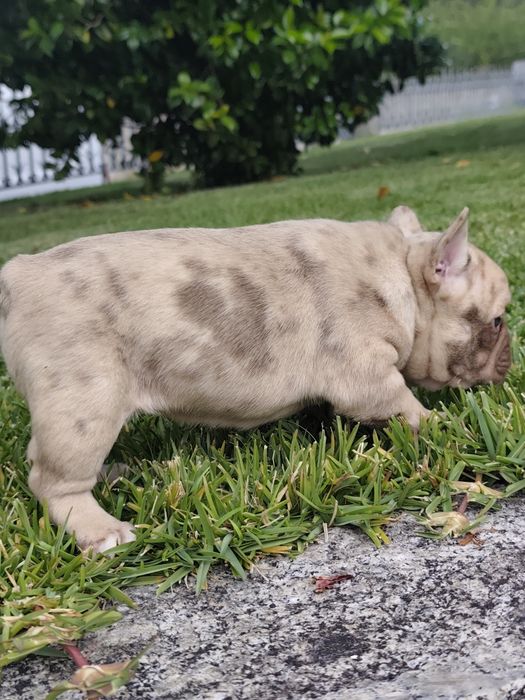 Bulldog Isabella Merle
