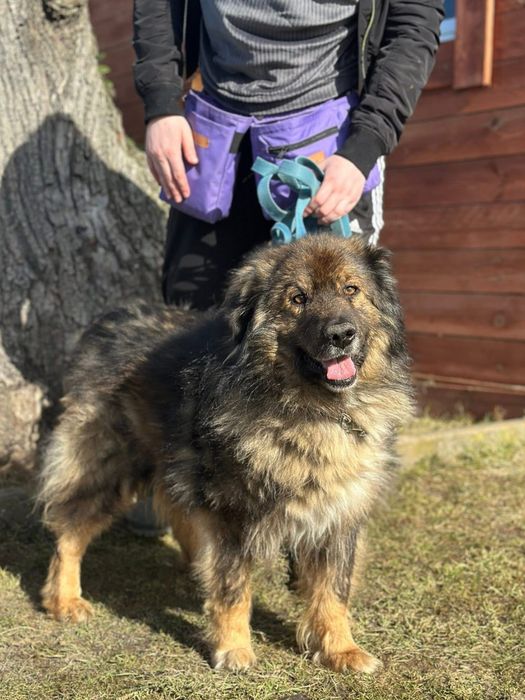 Piękny, spokojny Teddy szuka kochającego domu