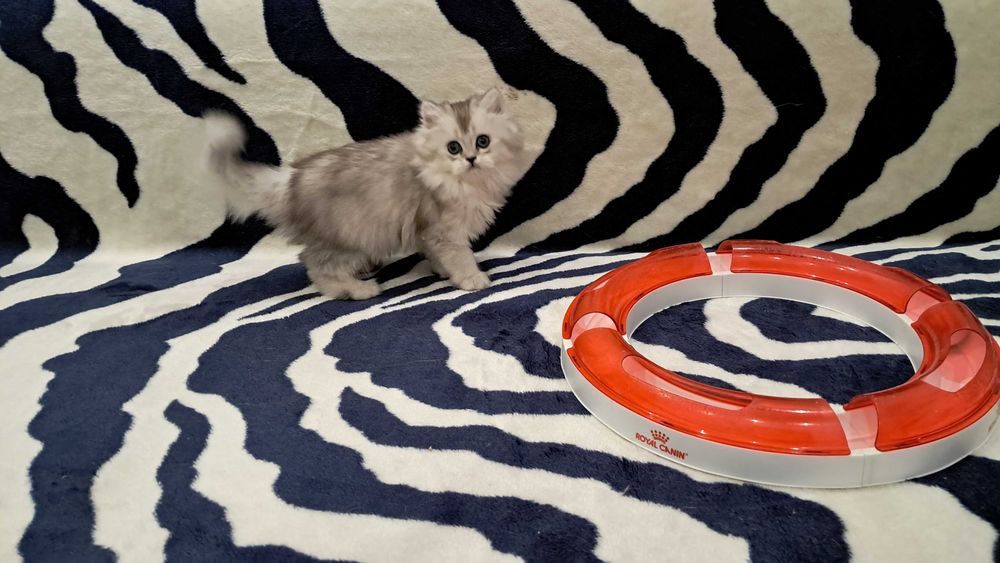 Котёнок в доме - это маленькое пушистое чудо!