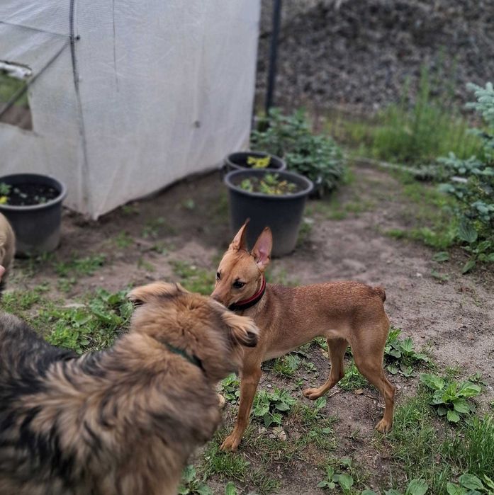 CIAPEK - cudowny, energiczny psiak do adopcji