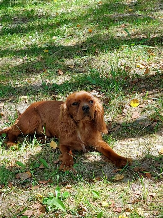 Cavalier king charles spaniel