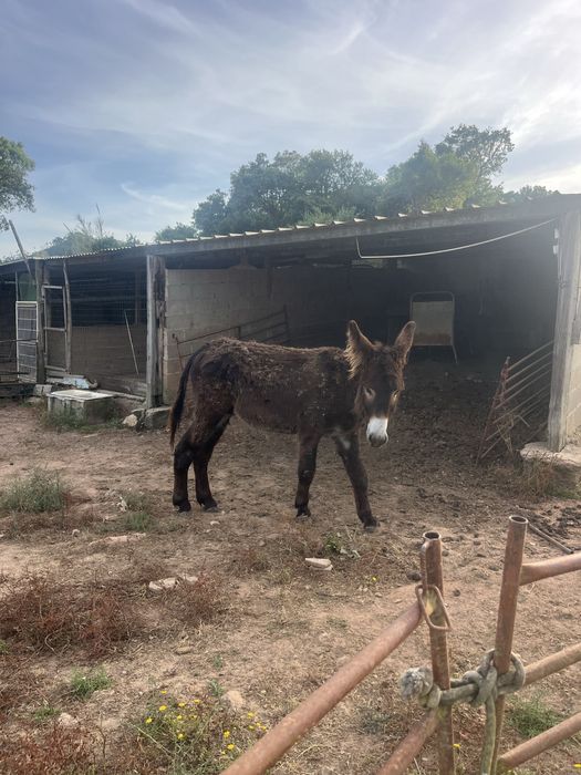 Burro mirandes 5 anos