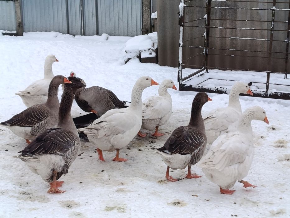 Продам гусей .. на плід або на м'ясо.