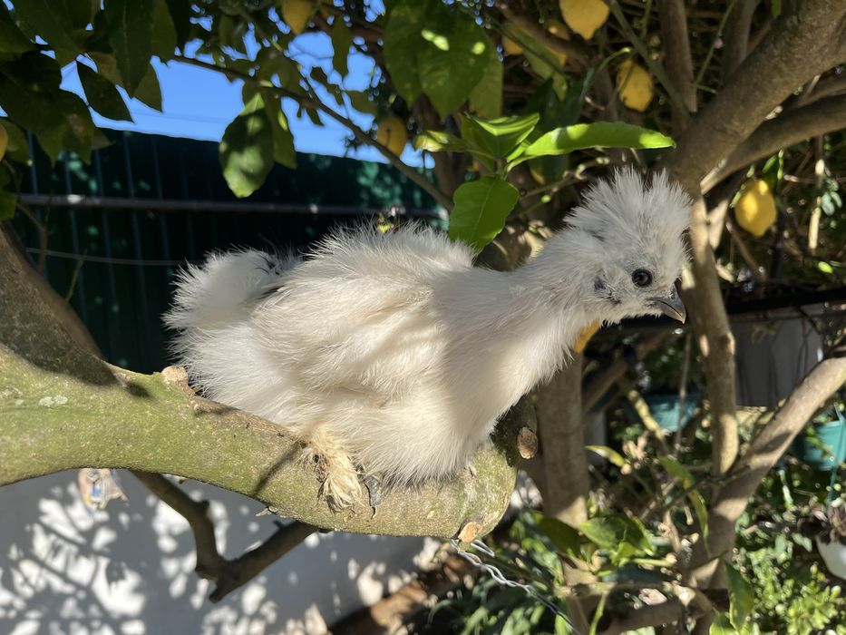 Pintos de Sedosas do Japão