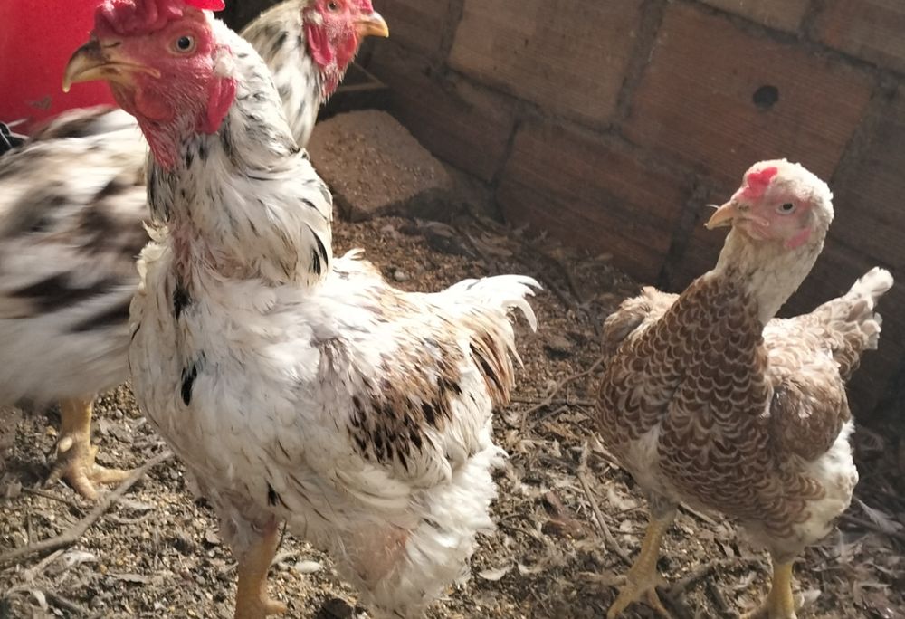 Aves de raça pura.