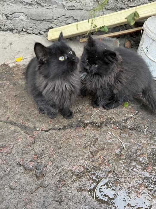 Кошенята в добрі руки.