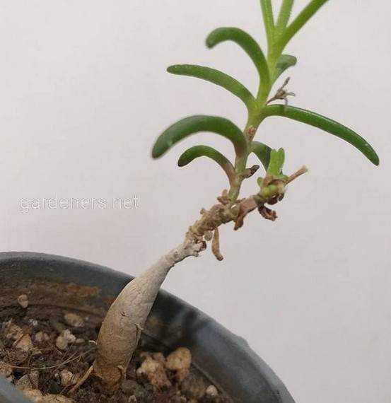 Суккулент Местоклема  Mestoklema macrorhiza  семена, насіння.