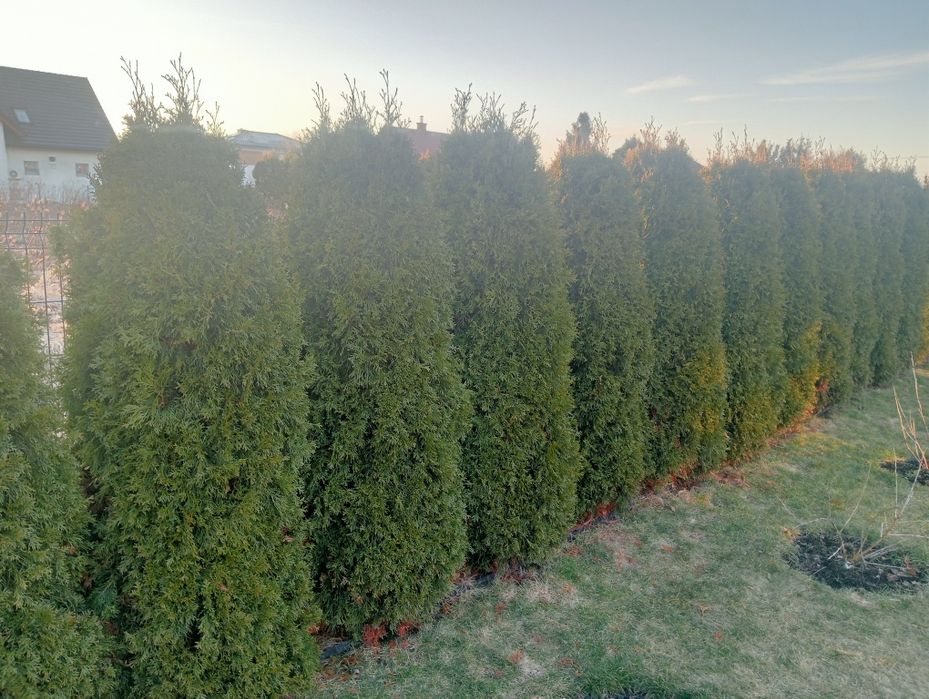 Tuje szmaragd 180 cm