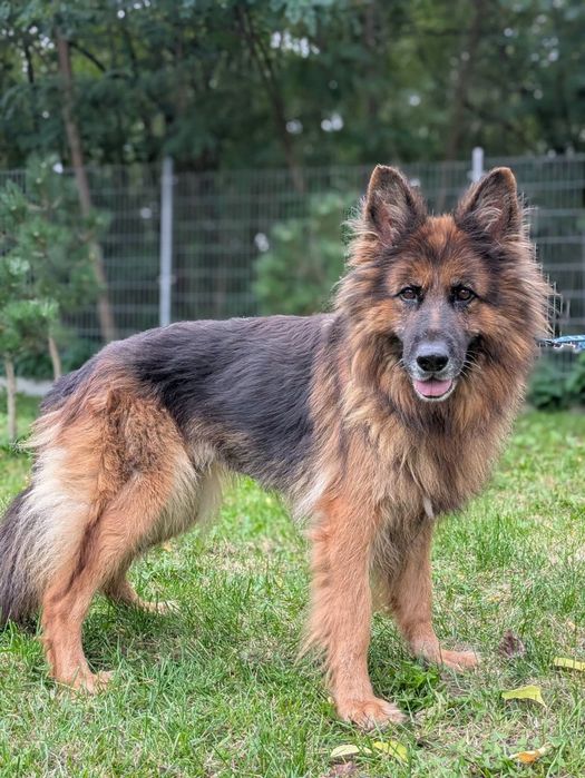 Bramba - cudwona suczka owczarek niemiecki do adopcji!