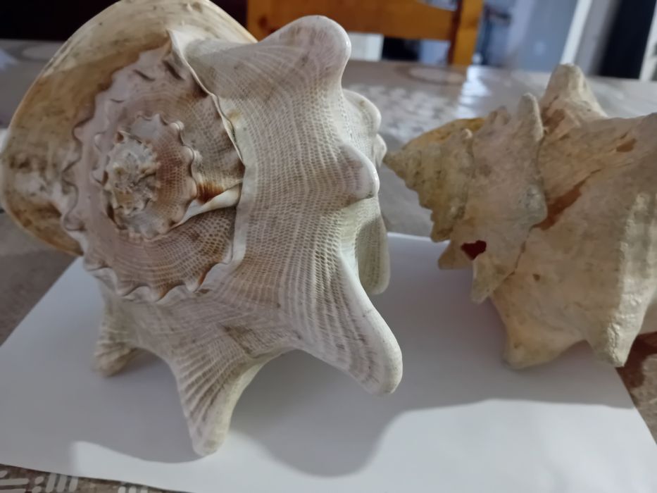 Ракушки морские большие