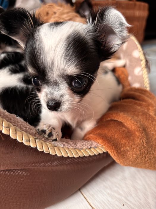 Bowie – mini xs chihuahua długowłosy tricolor