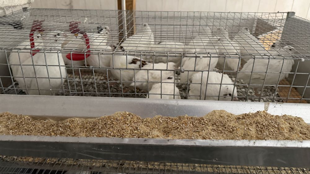 Sprzedam przepiórki dorosłe OKAZJA