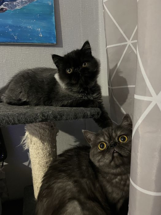 Хлопчик екзот , екстримальногг типажу.