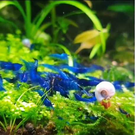 Camarão Blue dream \ Neocaridina sp.