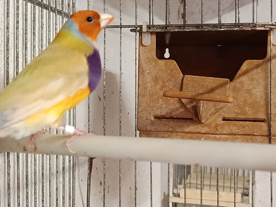 Aves disponíveis