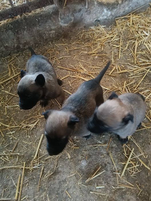 Owczarek belgijski malinois