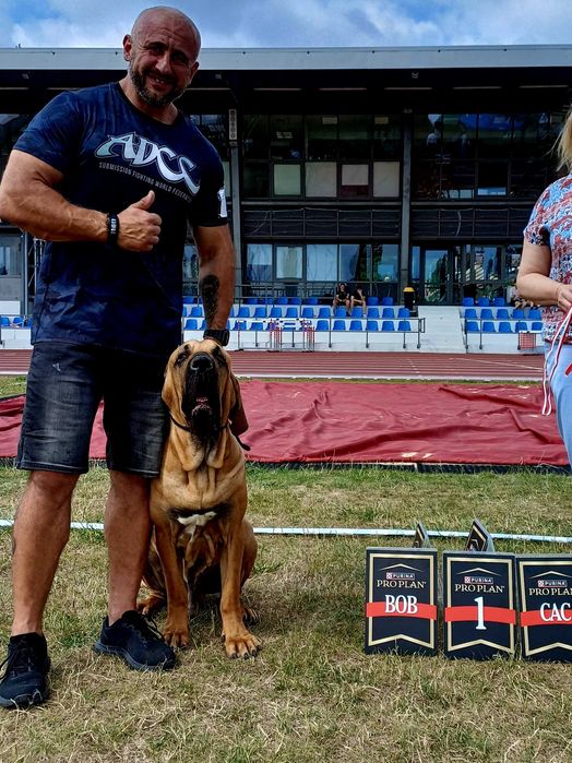 Fila brasileiro szczeniak