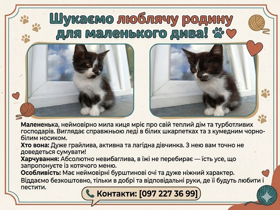 Кошеня - кішка у добрі руки БЕЗКОШТОВНО!