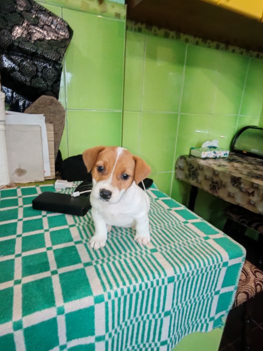 Джек рассел тер'єр хлопчик