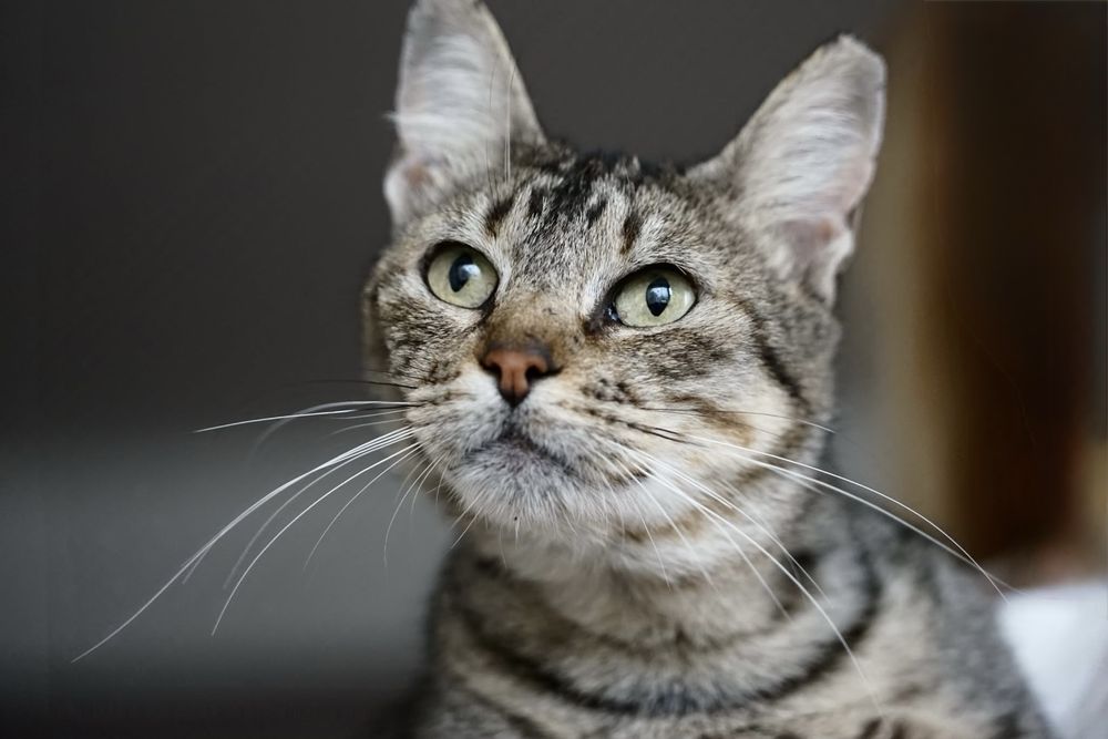 Gata adulta muito meiga para adoção